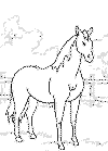 horse2.GIF (6852 bytes)